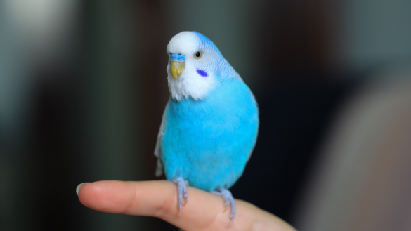 Papegojsjukan – orsak, symtom och behandling